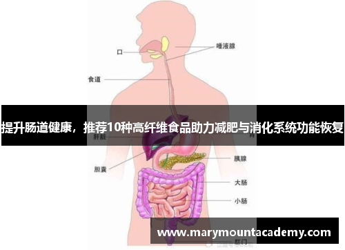提升肠道健康，推荐10种高纤维食品助力减肥与消化系统功能恢复