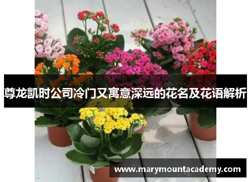 尊龙凯时公司冷门又寓意深远的花名及花语解析