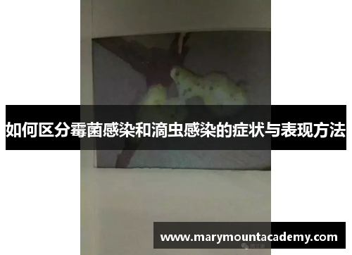 如何区分霉菌感染和滴虫感染的症状与表现方法